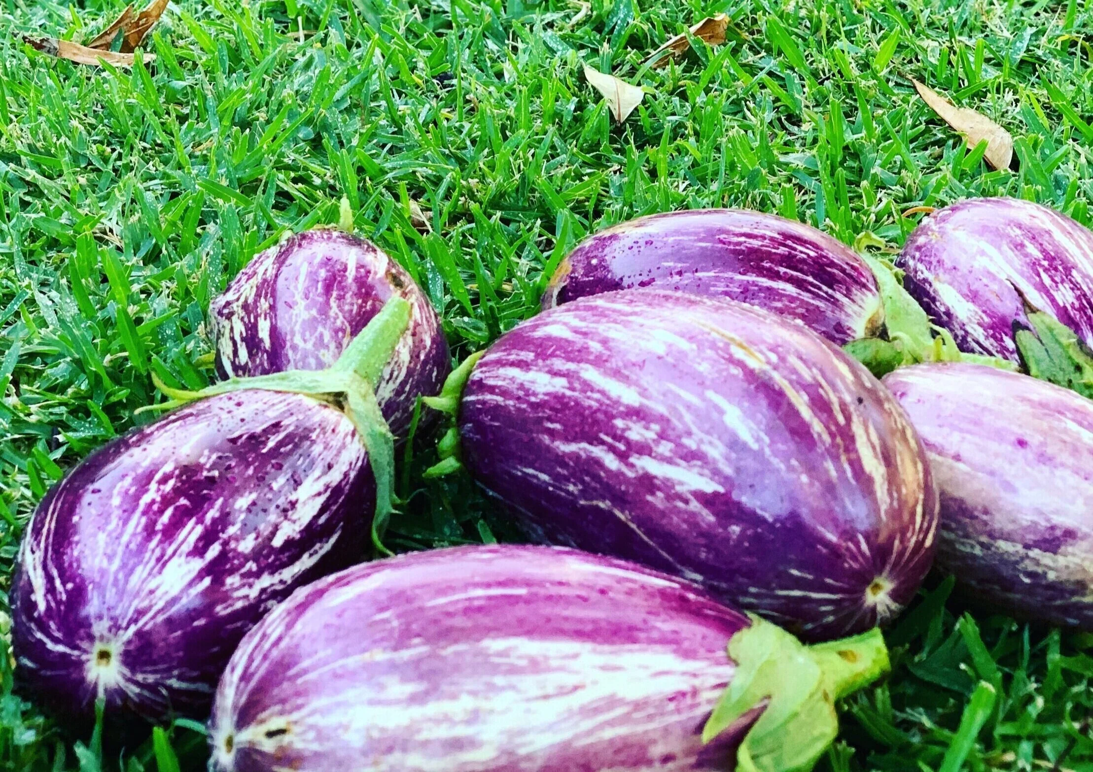 The Plant Based Garden: Early Autumn 2020