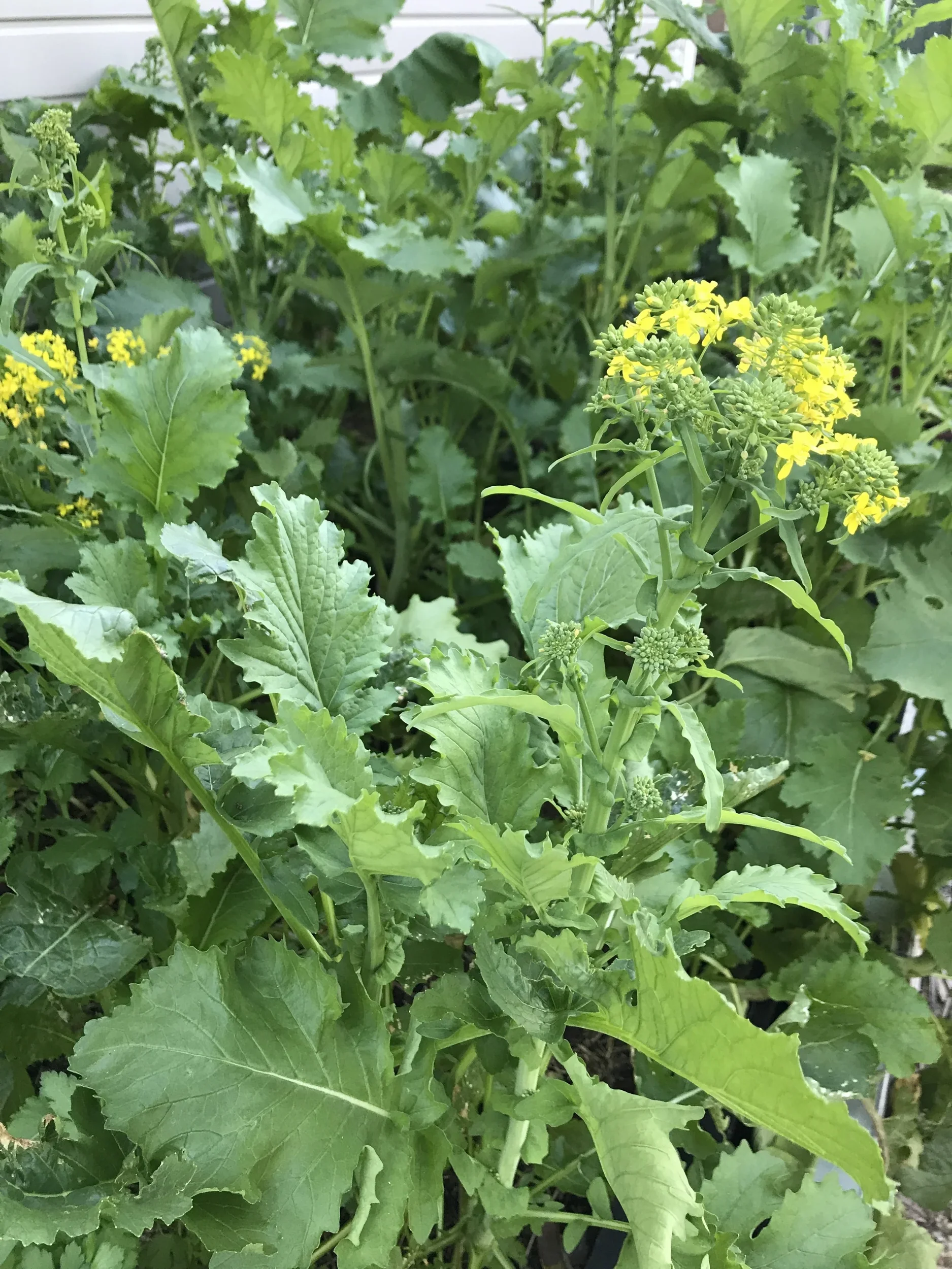 The Plant Based Garden: Early Autumn 2020