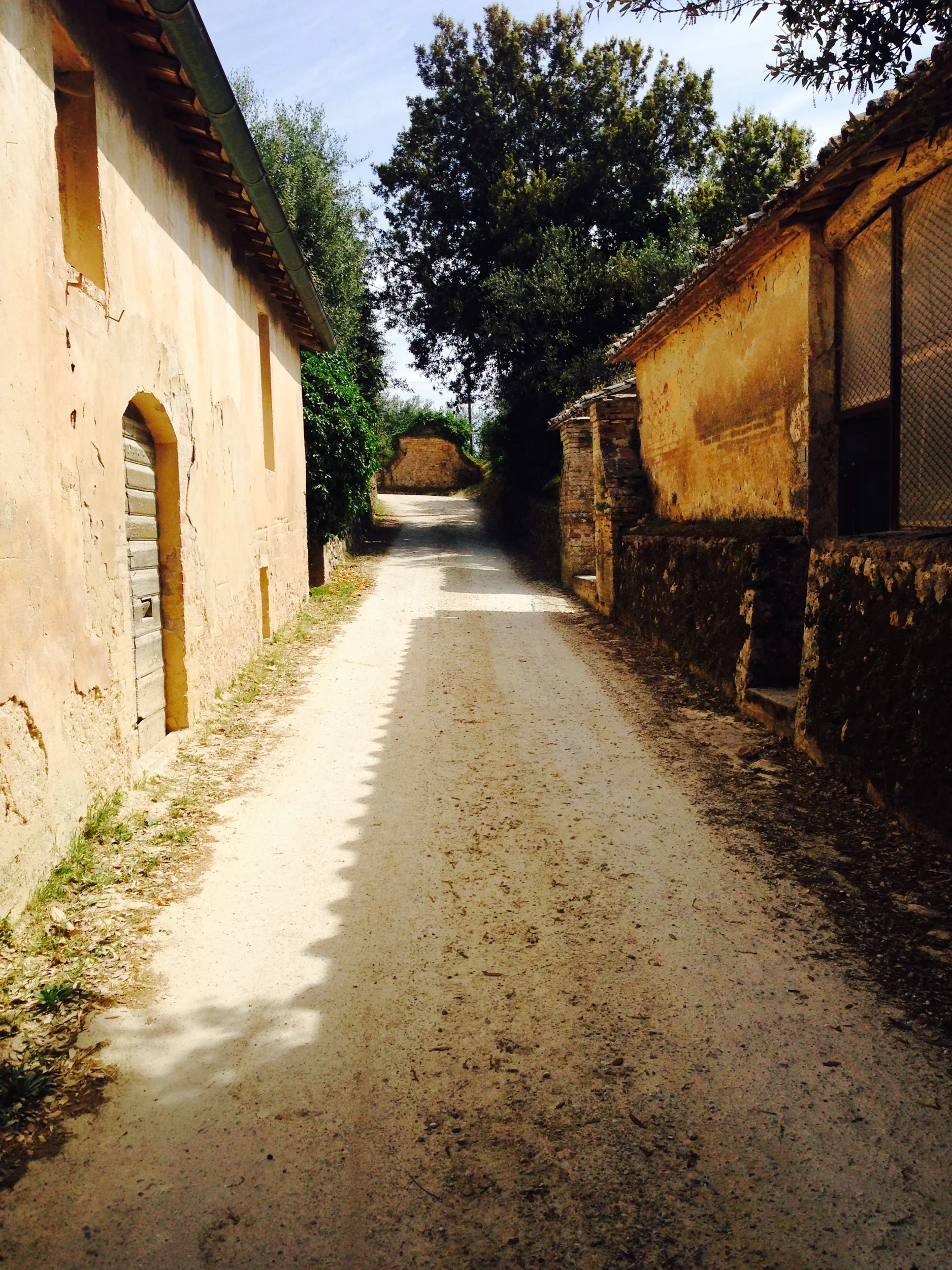 Tuscany, Siena. Italy. Slow roasted Lamb