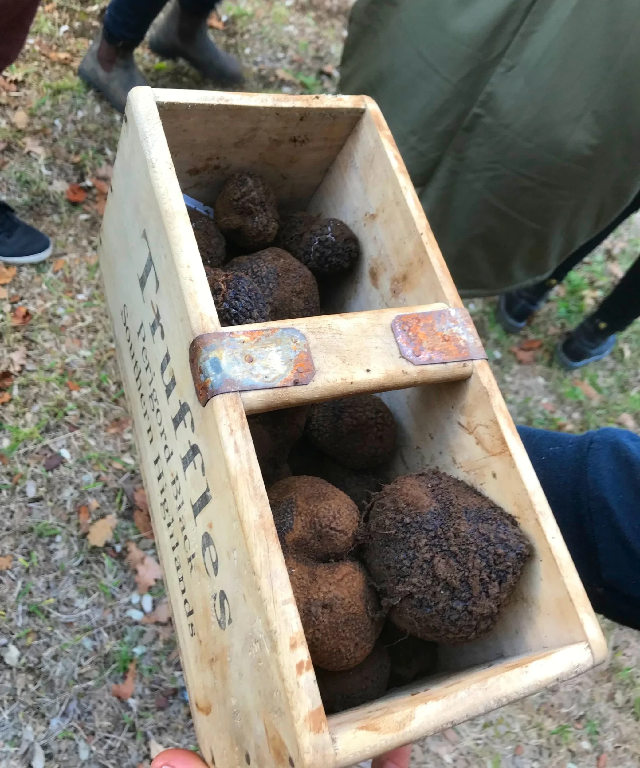 Truffle Hunting at Robertson Truffles