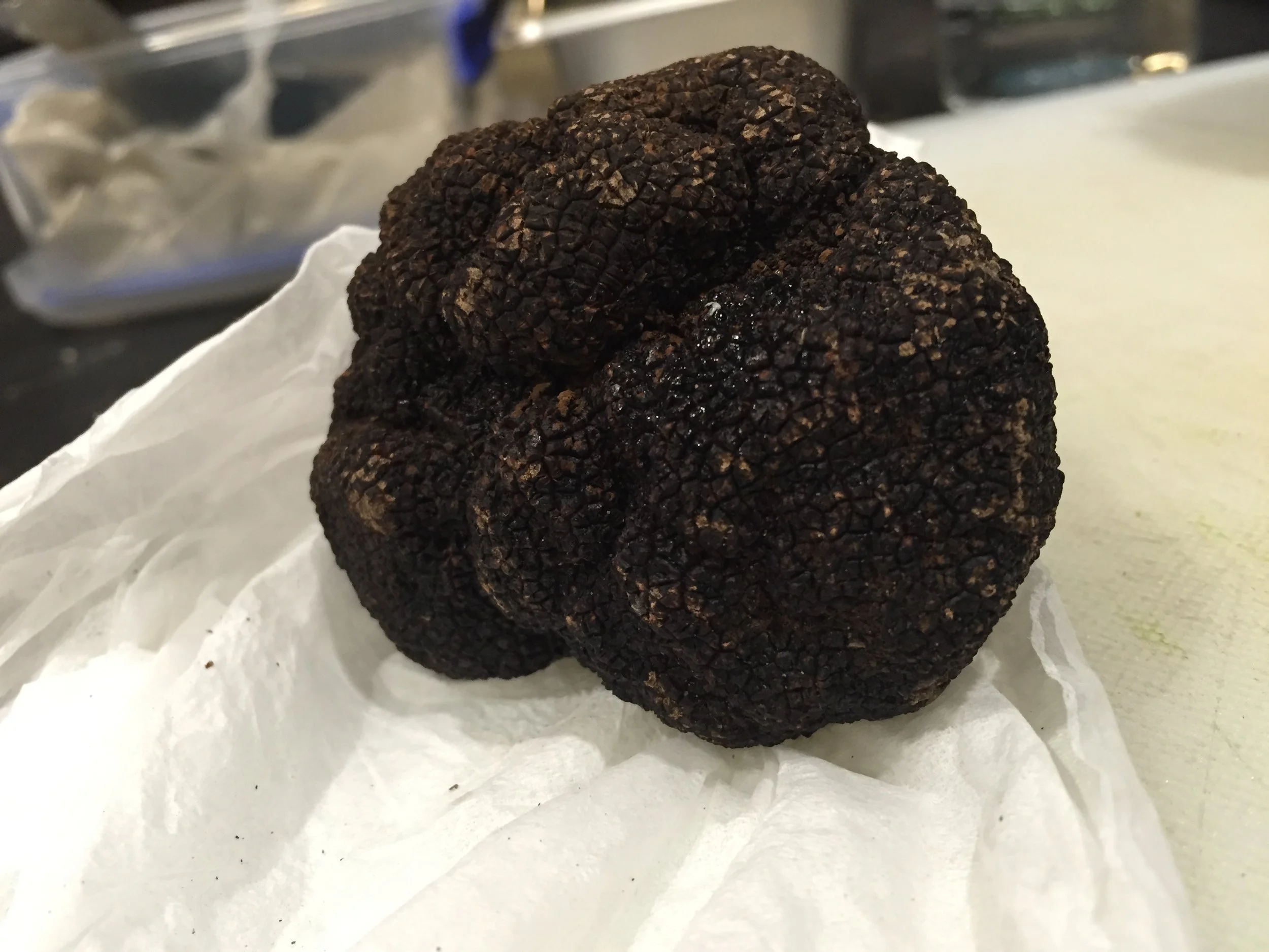 Winter Truffles