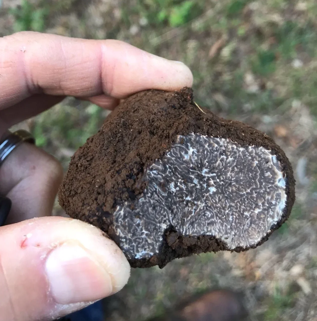 Truffle Hunting at Robertson Truffles