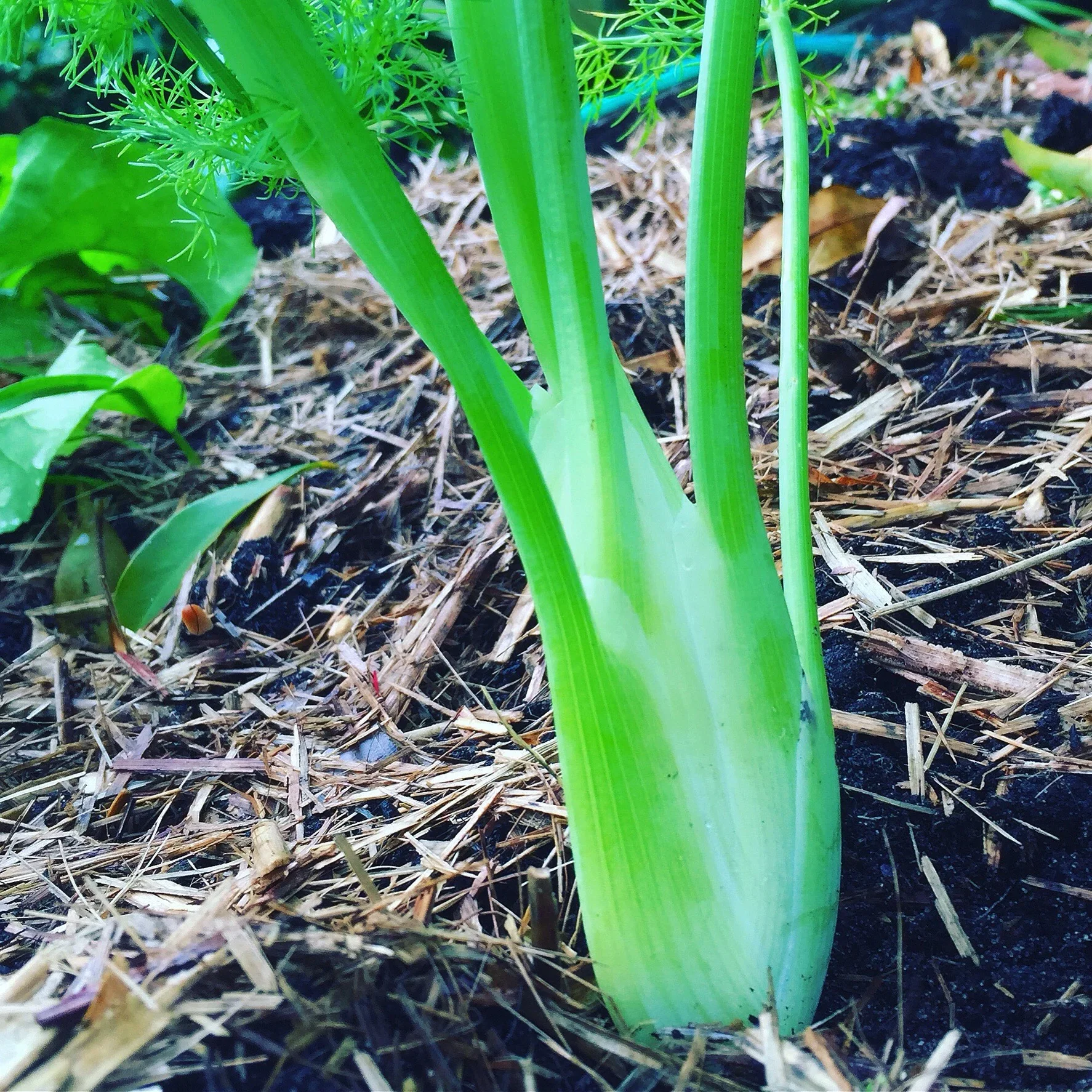 A spring salad from my garden