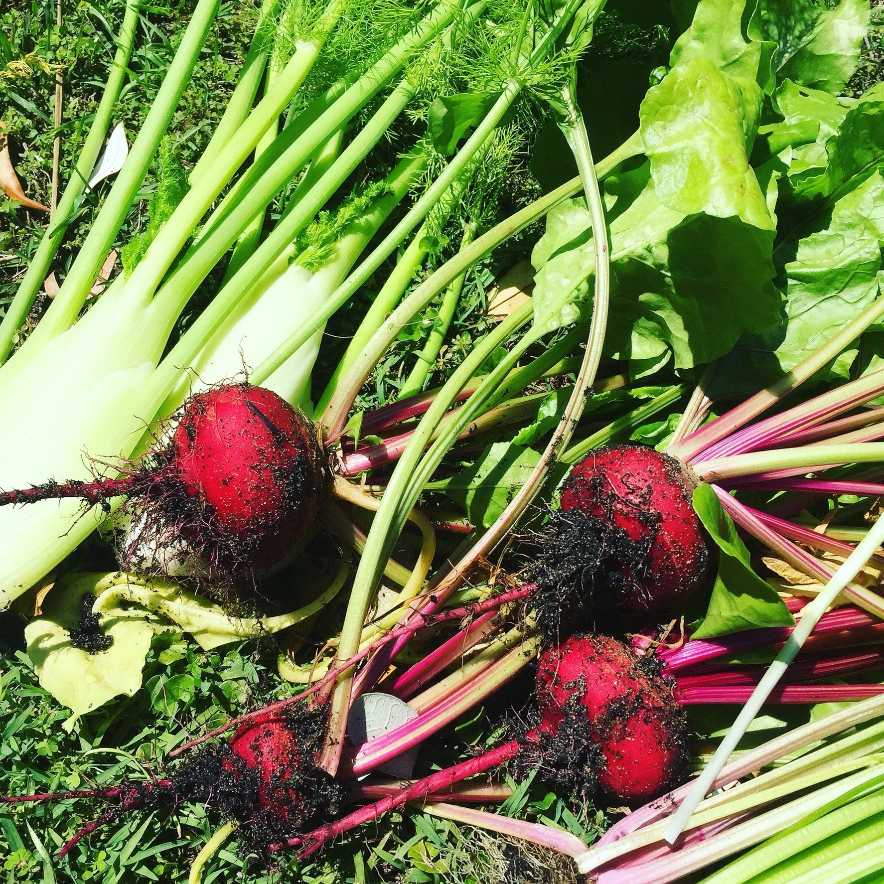 A spring salad from my garden
